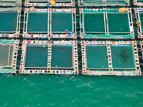 Aerial view of fish farming cages with wooden frames and green nets floating on turquoise water with fishermen working on the structures in Vietnam.