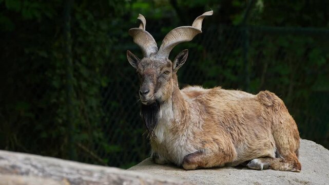 Turkmenian markhor, Capra falconeri heptneri. The name of this species comes from the shape of horns, twisting like a corkscrew or screw. Markhor is one of the symbols of Pakistan