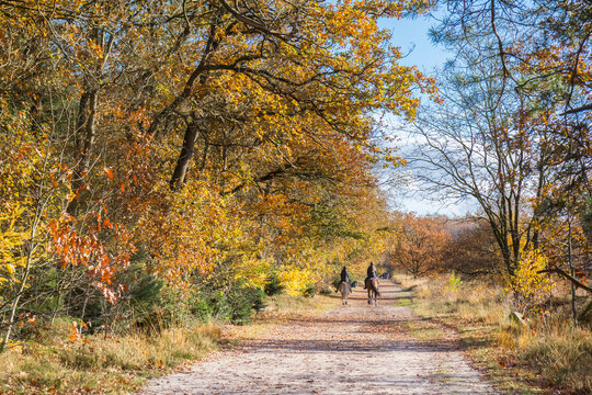 Horseback riders on the walking path in the nature reserve of Odoorn, Netherlands