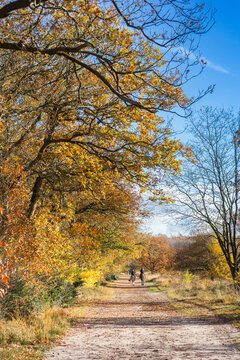 Horseback riders on the walking path in the nature reserve of Odoorn, Netherlands
