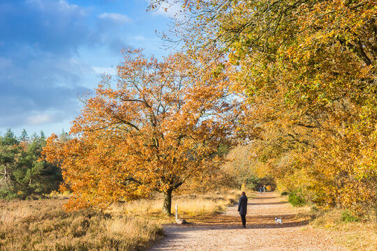 People on the walking path in the nature reserve of Odoorn, Netherlands