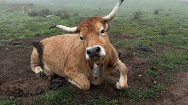 Close-up video of a brown horned cow resting on a lush green mountain pasture wrapped in a thick blanket of fog, featuring another cow in the background and a traditional bell around its neck, perfect