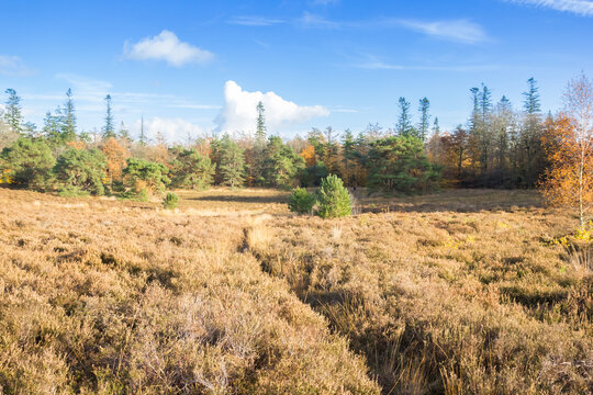 Heather field in the nature reserve of Odoorn, Netherlands