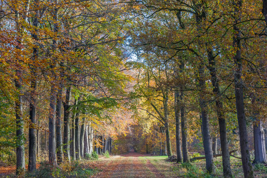 Walking path in autumn colors through the nature reserve near Odoorn, Netherlands