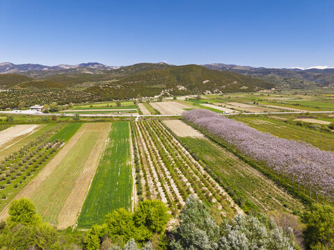 Aerial view of Vjosa Wild River National Park featuring lush agricultural fields, rows of fruit trees, and blooming orchards set against mountains in Permet, Gjirokaster County, Albania.
