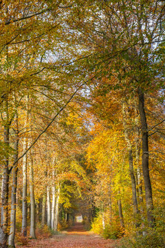 Walking path in autumn colors through the nature reserve near Odoorn, Netherlands