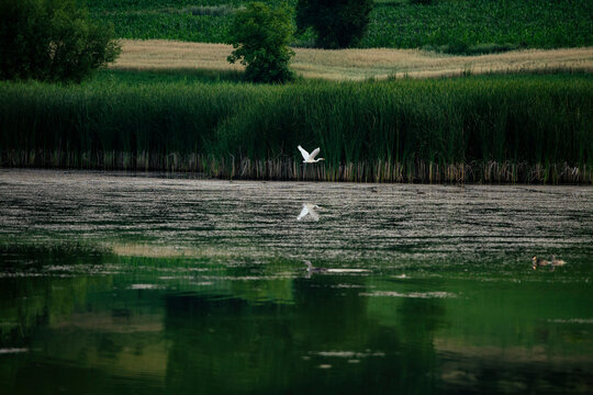 Great Egret flying over the marshes.