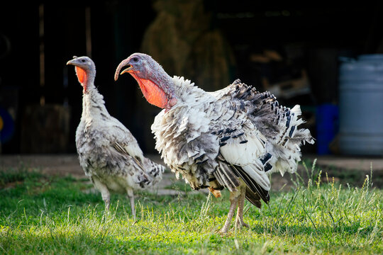 Royal Palm turkey in the yard.