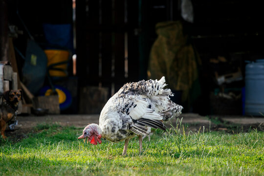 Royal Palm turkey in the yard.