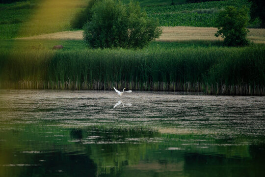 Great Egret flying over the marshes.