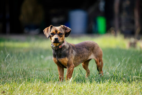 Cute mixed breed dog in green grass