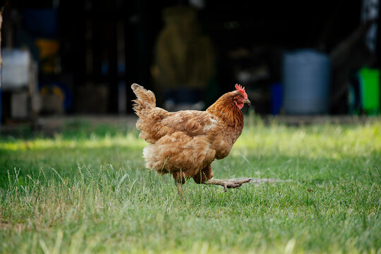 Chicken running on a green grass on the farm