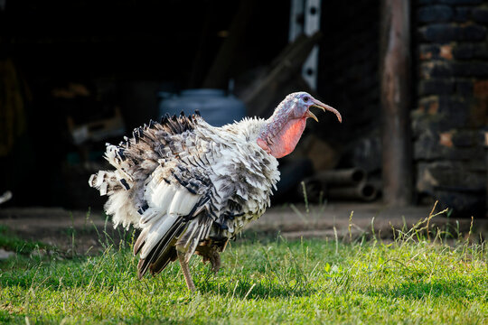 Royal Palm turkey in the yard.