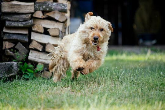 Cute mixed breed dog playing in the yard.