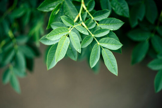 Green leaves background