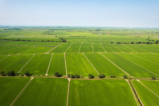 Aerial view of the lush green rice fields of Tenuta Darola, characterized by geometric irrigation channels and rows of trees in Trino, Piemonte, Italy.