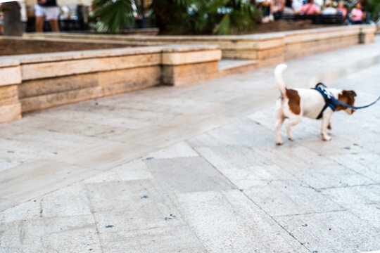 Small dog on leash walking across stone pavement in urban plaza, Jack Russell terrier with blue harness exploring city square near decorative raised garden bed