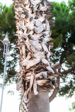 Palm tree trunk close-up with rough dried bark texture and peeling fronds detail, natural organic surface pattern in tropical outdoor setting
