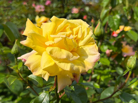 Splendid yellow rose in garden