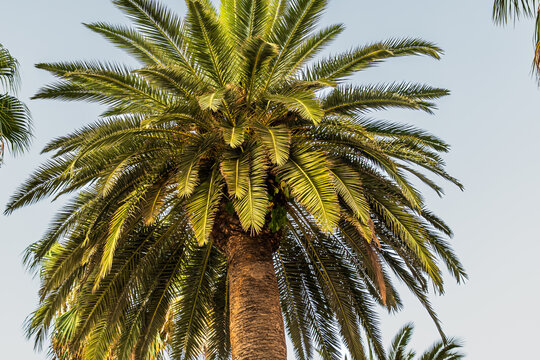 Palm tree canopy viewed from below against clear blue sky, lush green fronds spreading outward in tropical outdoor setting, concept of summer and natural beauty