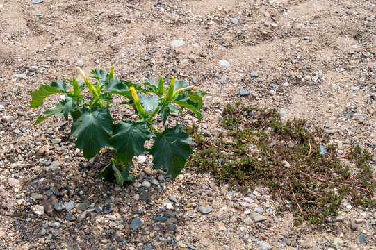 Gemeiner Stechapfel, jimsonweed (Datura stramonium). Poisonous jimsonweed colonizing exposed gravel banks of the Rhine during low water