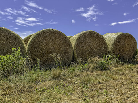 View of large round hay bales resting in a golden field under a bright blue sky in Gallatin, Tennessee, United States.