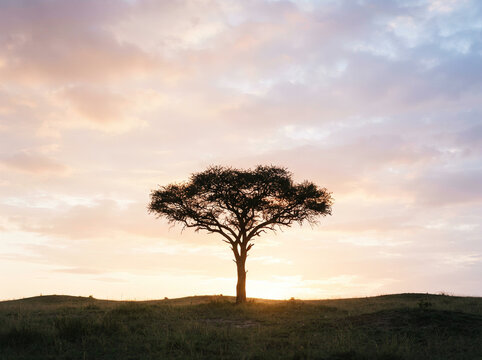 Single tree silhouetted against a colourful sunset sky over a grassy hill