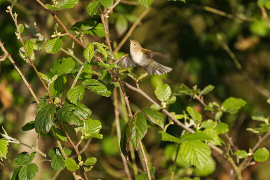 Chiffchaff takes flight, chiffchaff flies upwards, chiffchaff in flight among branches with green leaves, small yellow-green bird in a tree, Phylloscopus collybita