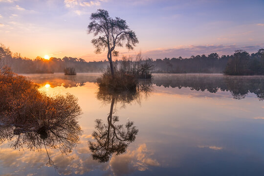 View of a lone tree on a small island in a misty lake at sunrise with golden light reflecting on the calm water in Nederland.