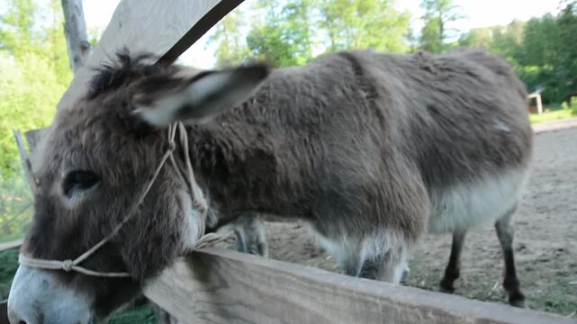 Medium side view of a domestic donkey lowering its head into a feeding trough and eating fresh grass on a farm. 