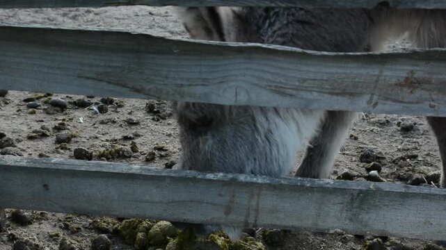 A young donkey foal curiously sniffs manure on the ground inside a farm enclosure. 