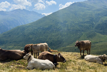 Obraz premium Cow in the Alps, Switzerland