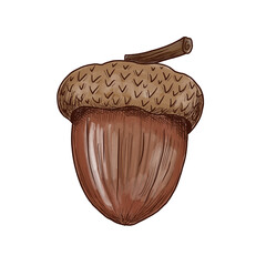Acorn © Abi