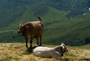 Obraz premium Cow in the Alps, Switzerland