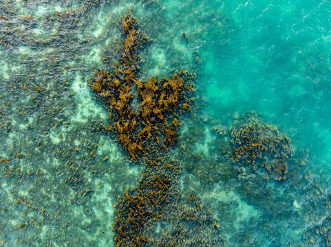 Aerial view of dense seaweed patches and coral formations beneath clear turquoise ocean water in Mauritius.