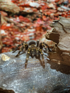 Close up of a Chaco golden knee tarantula spider crawling on a stone