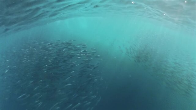 Underwater Insta360 footage of two common dolphins charging through a small sardine bait ball during the annual Sardine Run off South Africa's Wild Coast. 
