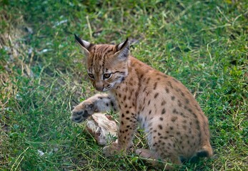 Eurasian lynx (Lynx lynx) © Hana