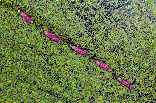 Barishal, Barisal Division, Bangladesh - 19 August 2021: Aerial view of wooden boats laden with vibrant pink water lilies navigating through a dense aquatic field in the wetlands.