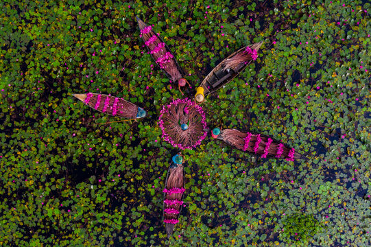 Barishal, Barisal Division, Bangladesh - 19 August 2021: Aerial view of farmers harvesting pink water lilies from boats arranged in a star pattern on a pond filled with aquatic plants.