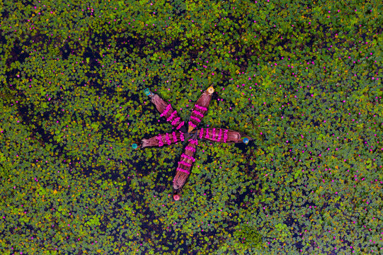 Barishal, Bangladesh - 19 August 2021: Aerial view of wooden boats arranged in a star pattern filled with vibrant pink water lilies floating on a lush pond.
