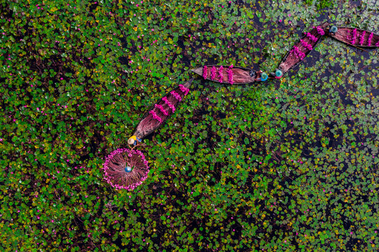 Barishal, Bangladesh - 19 August 2021: Aerial view of farmers harvesting vibrant pink water lilies from small wooden boats in a lush green wetland area.
