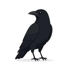 Fototapeta premium Black crow bird standing and looking side vector illustration graphic design