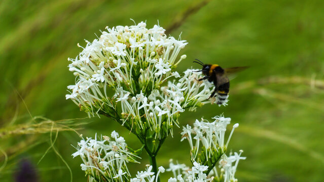View of a bumblebee pollinating white flowers in Maschpark, Hannover, Niedersachsen, Germany.