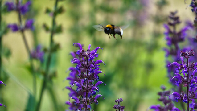 View of a bumblebee in flight approaching vibrant purple flowers in Maschpark, Hannover, Niedersachsen, Germany.