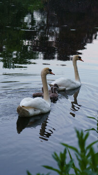 View of swans with cygnets swimming in the lake at Maschpark in Hannover, Niedersachsen, Germany.