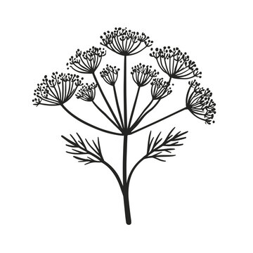 Black-and-white outline illustration of a flowering dill sprig, minimal line art style in monochrome on a white background, representing herbs and aromatic cooking