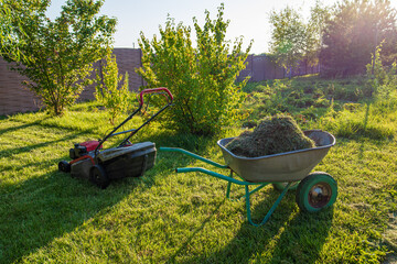 Fototapeta premium A red lawn mower and a garden wheelbarrow filled with cut green grass in the backyard on a sunny day. Concept of professional landscaping, lawn care maintenance and summer gardening work.