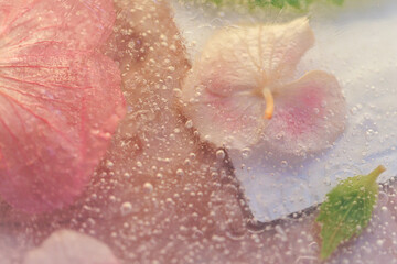 Fototapeta premium Pink hydrangea flowers frozen inside clear ice with fine air bubbles creating a delicate botanical texture ideal for nature, beauty and creative background design