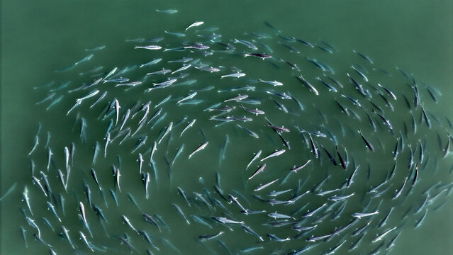 Aerial view of a school of fish swimming in a circular pattern in the clear water of Robinsons Bay, Canterbury Region, New Zealand.